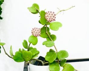 球兰哪个品种好看又好养活？易养活品种推荐指南