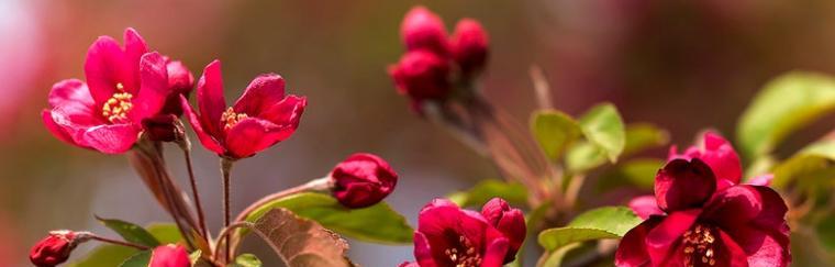 海棠花（海棠花花语的深刻含义及其对人们的启示）