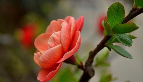 海棠花（海棠花花语的深刻含义及其对人们的启示）