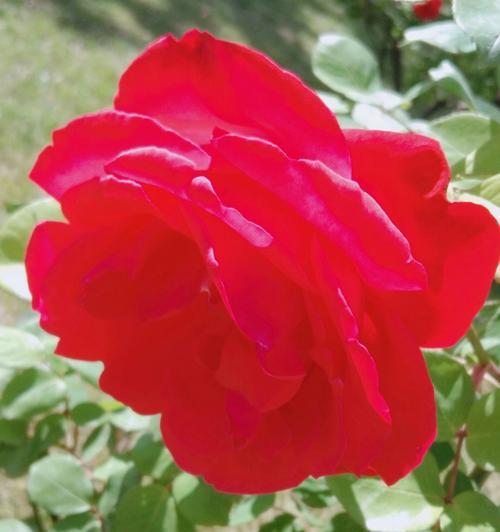 红色月季花语（用红色月季传达爱与激情的讯息）