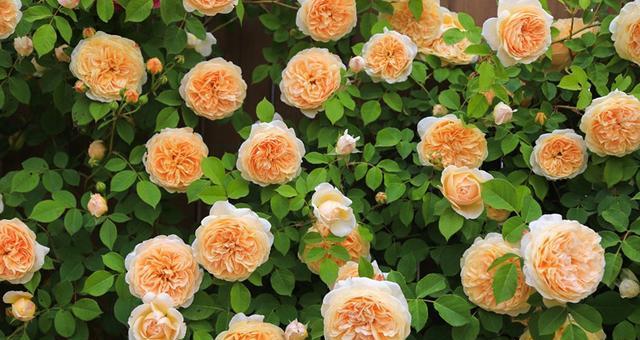 麻吉婶月季是藤本还是灌木？如何区分月季的种类？