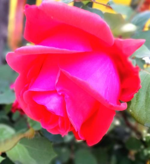 红色月季花语（用红色月季传达爱与激情的讯息）