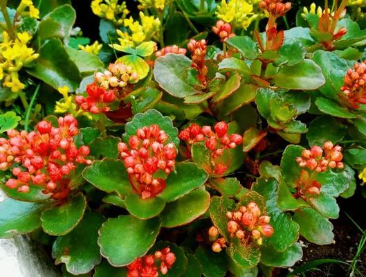 寿命长达数百年的植物世界（探索自然中的长寿奇迹）