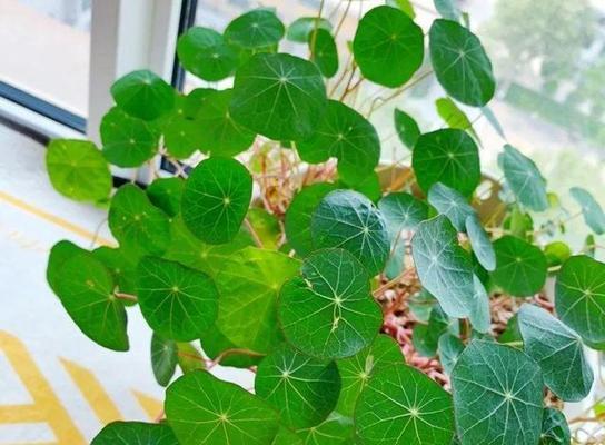 家里养旱金莲风水好吗？养植旱金莲对家居风水有何影响？