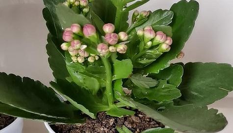 寿命长达数百年的植物世界（探索自然中的长寿奇迹）