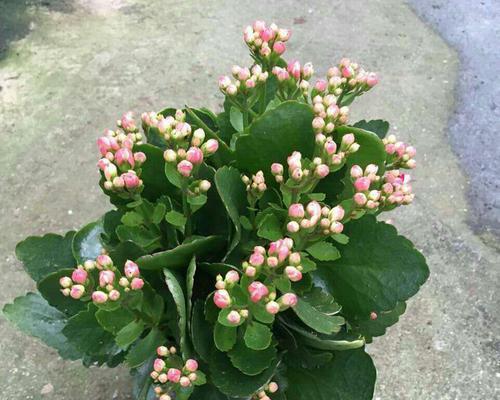 寿命长达数百年的植物世界（探索自然中的长寿奇迹）