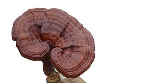 灵芝可以生吃吗？如何食用才能最大化其营养价值？