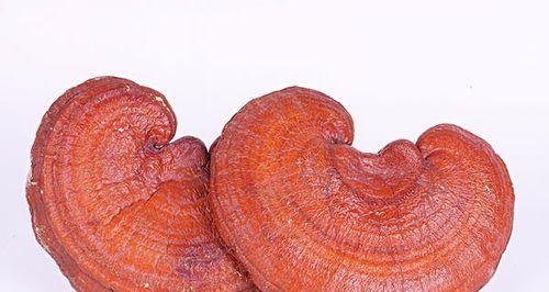 灵芝可以生吃吗？如何食用才能最大化其营养价值？