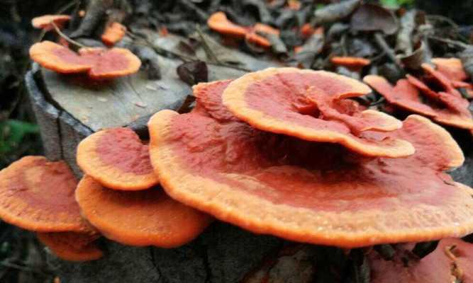 灵芝可以生吃吗？如何食用才能最大化其营养价值？