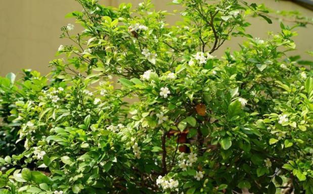 九里香的花语与美好寓意（花开如画的恋曲）