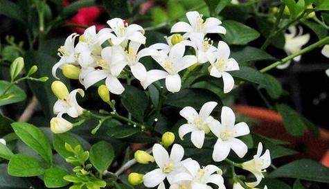 九里香的花语与美好寓意（花开如画的恋曲）