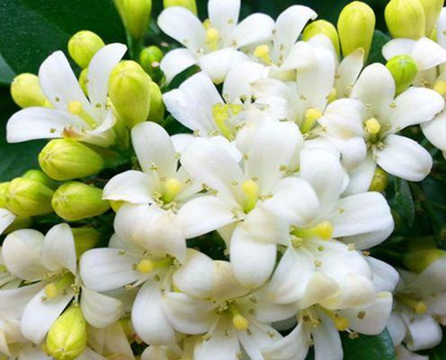 九里香的花语与美好寓意（花开如画的恋曲）