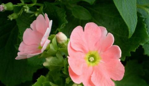 花语放松(青春)