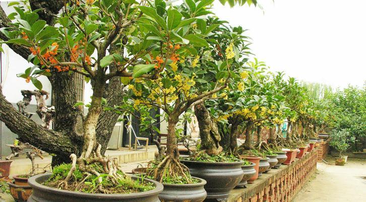 淘米水浇桂花树真的好吗？正确使用方法是什么？