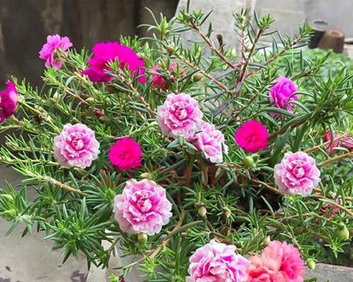 以太阳花象征的寓意与感悟（逆境中绽放的力量与坚韧）