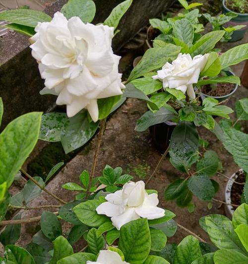 淘米水浇桂花树真的好吗？正确使用方法是什么？