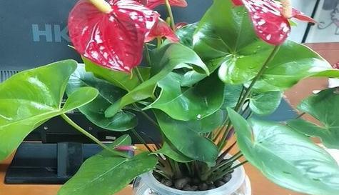 淘米水浇桂花树真的好吗？正确使用方法是什么？