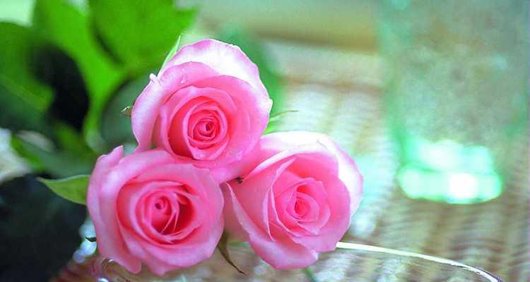 四朵玫瑰花的花语与寓意(揭示四种不同颜色玫瑰的深意与情感)