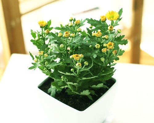 雏菊是几年生植物?如何正确种植和养护?