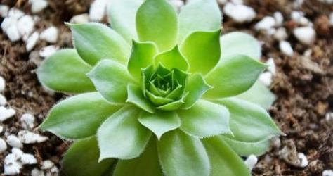 夏天的花草盛景——绿意绵延（丰富多样的夏日花海）