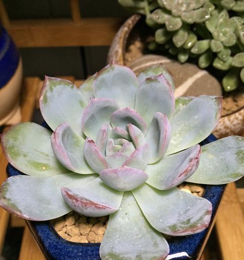 河沙种植多肉植物的正确方法和注意事项是什么？