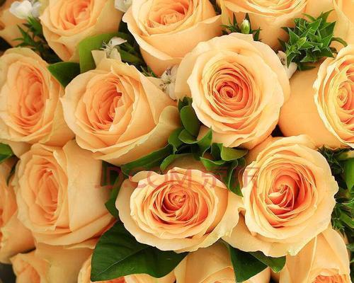 香槟玫瑰花的寓意与象征（探索香槟玫瑰花所代表的深意与美好）