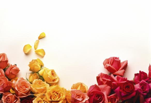 玫瑰花的多彩寓意（以各种颜色玫瑰的含义为主题的探究）