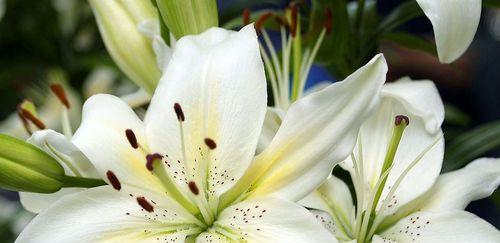 百合花（百合花的含义与传说）