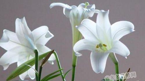 百合花（百合花的含义与传说）