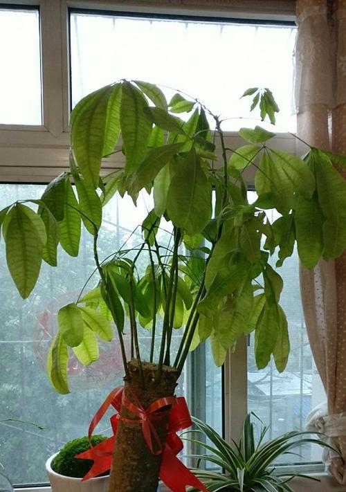 发财树叶子发黄的寓意与解读（探索发财树叶子发黄的背后含义）