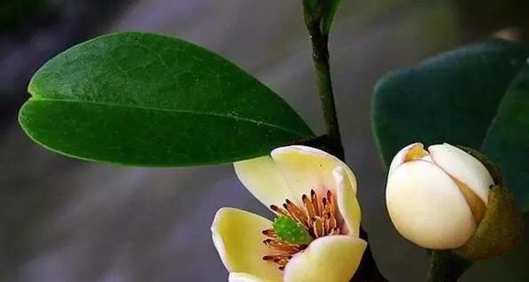 含笑花的故事——开心的力量（喜悦绽放）