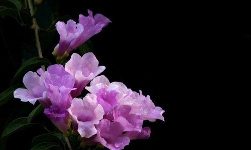 蒜香藤不开花怎么办?如何促进其开花?