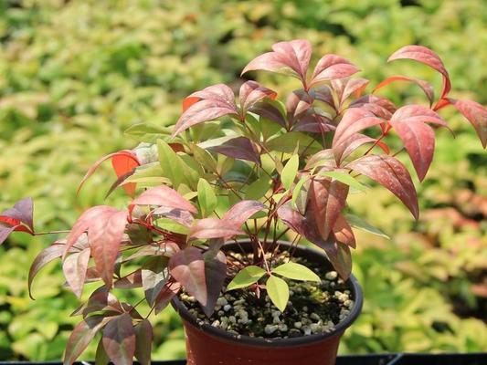 南天竹——坚韧不屈的生命力（一枝挺立苍穹的南天竹）