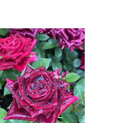 流星雨月季花花语（探索自然之美）