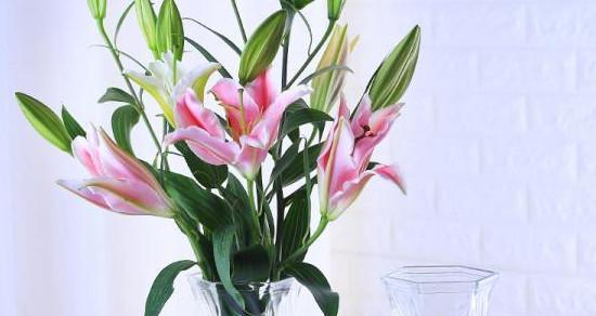 百合花用什么水养最好?水养百合花的正确方法是什么?