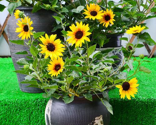 向日葵花的象征意义（以阳光为依靠）