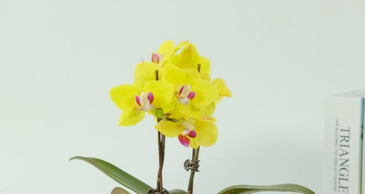 蝴蝶兰开花持续时间是多久?凋谢后如何处理?