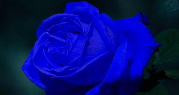 蓝色妖姬花的花语与意义(解读蓝色妖姬花语)