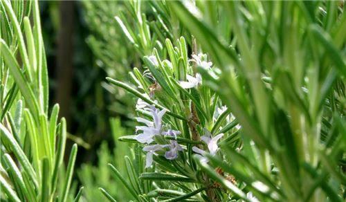 迷迭香（迷迭香花语的含义及其神话传说）