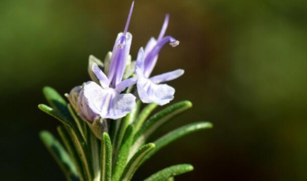 迷迭香(迷迭香花语的含义及其神话传说) 迷迭香(迷迭香花语的含义及其神话传说)