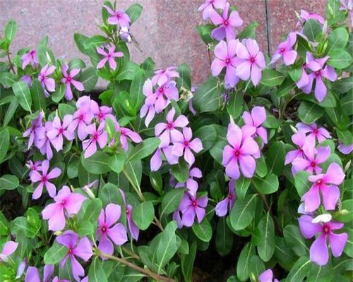 长春花一年开几次花？如何确保花开不断？