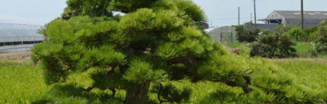 松树浇水的最佳时间是什么时候?如何正确进行浇水?