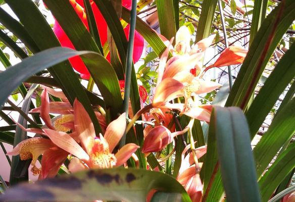 春兰的花语和象征意义(传递希望与坚韧的春兰)