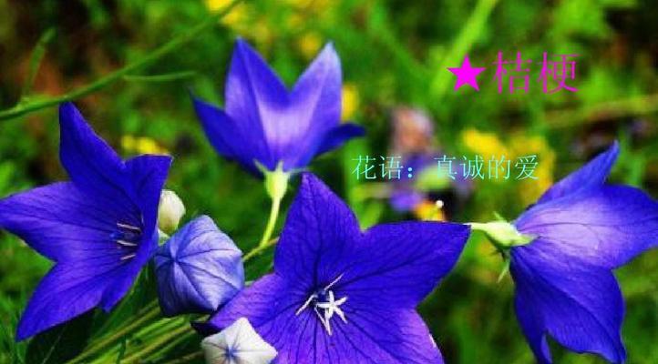 什么花代表奉献？揭秘花语背后的含义？