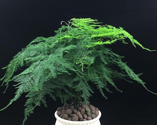 文竹放阳台好吗？阳台养护文竹的注意事项是什么？