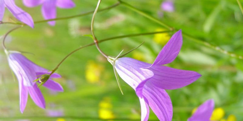 风铃草的花语与传说（风铃草的美丽花语和神奇传说）