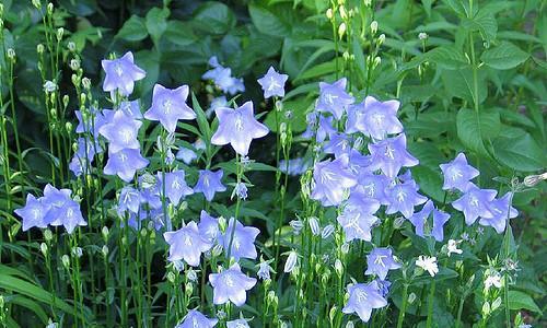 风铃草的花语与传说（风铃草的美丽花语和神奇传说）