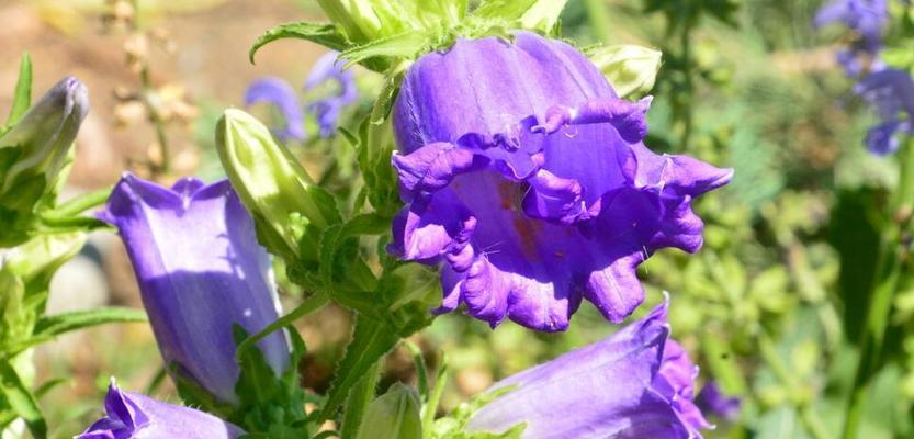 风铃草的花语与传说（风铃草的美丽花语和神奇传说）