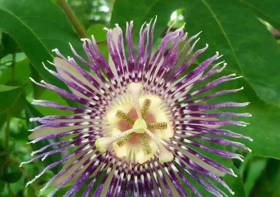 以西番莲的花语与传说——幸福与纯洁的化身（绽放在浩瀚宇宙间的美丽使者）