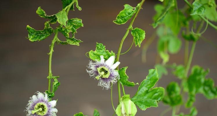 以西番莲的花语与传说——幸福与纯洁的化身（绽放在浩瀚宇宙间的美丽使者）